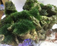 海水魚水槽に生える緑の植物について画像はライブロックに生える緑の植物です い Yahoo 知恵袋