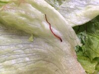 九州でレタスを栽培しております レタスに画像の赤い虫の種類はなんでしょうか Yahoo 知恵袋