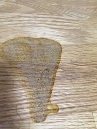 猫がご飯を食べません 猫が５日もご飯を食べないので毎日病院に行っていま Yahoo 知恵袋