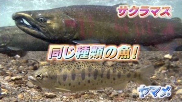 ヤマメの降海型 サクラマスの写真を見ていると 銀色の個体もあれば 色鮮やかな Yahoo 知恵袋