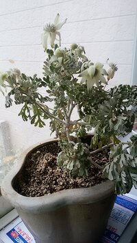 買って一月のフランネルフラワーです 知らずに最初は培養土に 植え替えし 葉が Yahoo 知恵袋
