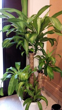 観葉植物の幸福の木が 茂りすぎて少しボリュームを減らしたいのですが どなたか Yahoo 知恵袋