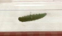 モンシロチョウの幼虫が キャベツに綿みたいなものを出してその綿の中に寝ています Yahoo 知恵袋