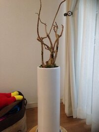 観葉植物のドラセナソングオブインディアについてです ちょうど一年前に購 Yahoo 知恵袋