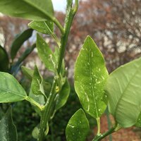 秋植える野菜は虫が来ないけど春植える野菜はほとんど虫が来ますね 春 Yahoo 知恵袋