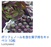 芽キャベツは 深さ30cmの鉢やプランターで育てることが出来る Yahoo 知恵袋