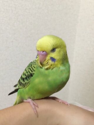 セキセイインコの性別 生後約2ヶ月のグリーンオパーリンのセキセイインコを Yahoo 知恵袋