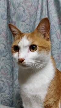 猫の眉間 額 の2つのふくらみ 普通ですか 猫の眉間に 横並びに ２つ ぽこ Yahoo 知恵袋