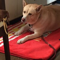 うちの犬の方が可愛い と言う人の心理について 犬の写真を見せたとき Yahoo 知恵袋