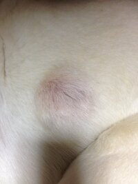 家の犬の脇腹のところにしこり？腫瘍？のようなものを見つけました。結構大きいです。これって大丈夫ですか？やばいですか？いつも通り元気で変わりありませんが、心配です。回答お願いします。 