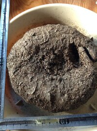 シクラメン初心者です。原種のへデリフォリウムの大きな球根を10月初めに浅い鉢に植え付けました。球根の頭は土の上に出しました。

半月ほど、午前中陽が当たる屋外に置き、乾いたらたっぷり 方式で水をやっていましたが蕾が上がらず、
ネットで調べて、球根を土に埋めて皿を敷いて水を溜めてやったら蕾が上がり始め、10個ぐらい咲きました。
けれどもその後、萎れ始め、気温も低くなったので玄関に取り込...