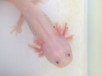 ウーパールーパーのエラはどんなときに動くんですか お腹 Yahoo 知恵袋