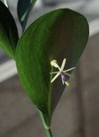 花屋でおまけで貰った葉っぱの裏から こんな花のようなものが出てきま Yahoo 知恵袋