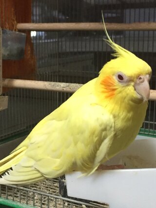 画像のオカメインコが すごく黄色い様な気がするのですが 異常事態で Yahoo 知恵袋
