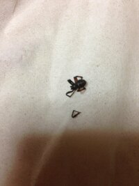 黒い小さい蜘蛛に噛まれました。
この蜘蛛の名前がわかる方おられますか？
蜘蛛に噛まれたところがチリチリとしてちょっと痛く、毒が無いか心配です。
よろしくお願いします。 
