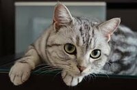 猫が夜中に走り回るのをやめさせる方法を教えてくださいm Yahoo 知恵袋