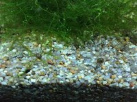 フネアマ貝を飼い始めて2週間ぐらいがたちます 最近 10匹程の稚貝を発見しま Yahoo 知恵袋