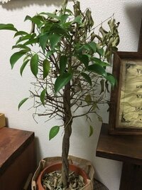 観葉植物のベンジャミンの手入れをしていたら白い液が出てきました 恐 Yahoo 知恵袋