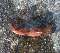 釣りをしていたら 変な魚が釣れました 顔つきはあのオオカミウオにそ Yahoo 知恵袋