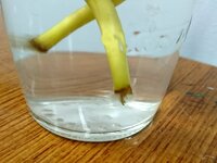 花瓶に挿しているアイビー 水挿し の茎から根が伸びてきました すると Yahoo 知恵袋
