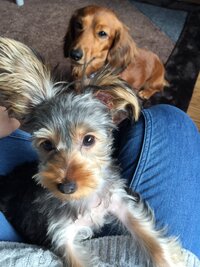 犬がジャンプできなくなった ６歳のヨーキーの男の子です Yahoo 知恵袋