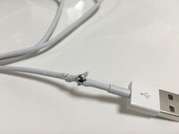 犬が感電しました 至急返答下さい コタツのコンセントを噛んで Yahoo 知恵袋