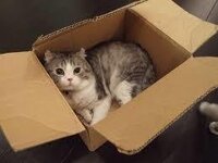 みなさんちのネコちゃんは段ボール箱の中は好きですか ェ Yahoo 知恵袋