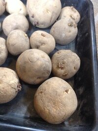 ジャガイモの種芋の芽だしについてですが 店に売っているものは小さな芽しか出てい Yahoo 知恵袋