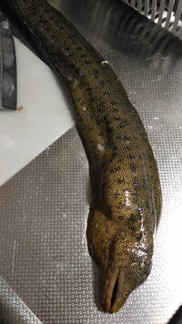 新しいコレクション ウツボ 毒 食べる かわいい魚ギャラリー