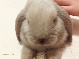 足を舐めるうさぎさん 家で飼育している 二ヶ月のホーランドロッ Yahoo 知恵袋