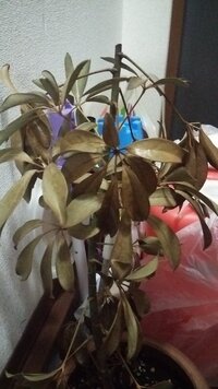 去年春にもらったカポックを外で育てていました関西地方のさほど寒くない地域にい Yahoo 知恵袋