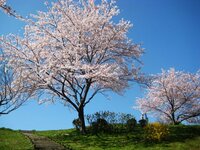 桜の木ですが 一年に何センチほど成長するのでしょうか 教えて下 Yahoo 知恵袋