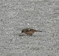 砂浜海岸でホバリングしながら ピヨピヨ1分ほど鳴いている鳥って Yahoo 知恵袋