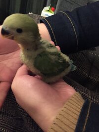 生後1ヶ月くらいのコザクラインコの雛に 挿し餌を与えたのですが 最初はガ Yahoo 知恵袋