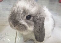 うさぎに詳しい方 このうさぎの種類を教えてください 丸い顔と Yahoo 知恵袋