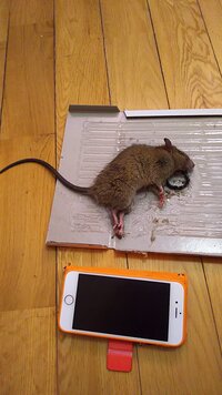 昨晩ねずみと遭遇しました 逃げ場のない部屋に逃げたのでねずみ捕獲用の粘着テープを 教えて 住まいの先生 Yahoo 不動産