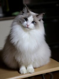 ラグドールの雌の子を飼おうと思い 予約金も既に支払ってしまったので Yahoo 知恵袋