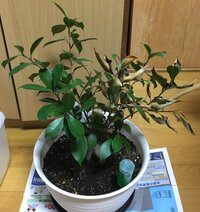 観葉植物の枯れたところの対処法を教えてください ガジュマルの木です Yahoo 知恵袋