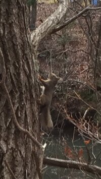 近所の山でリスを毎日見かけます これはニホンリスでしょうか 珍しいわけではな Yahoo 知恵袋