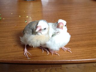 頭の白い桜文鳥の雛を飼っています 画像左です 生後一カ月半ほどで Yahoo 知恵袋