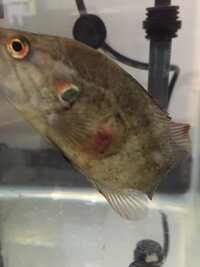 教えて下さい うちのオヤニラミが 何か病気になって 餌を何も食べて Yahoo 知恵袋