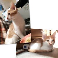 うちで買っている猫はやたらと耳が大きいのですが野良猫から生まれた雑種なので種 Yahoo 知恵袋