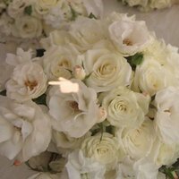 フォックスフェイス カナリアナス ツノナスって食べられますか ツノ Yahoo 知恵袋