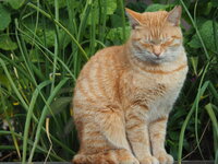 あまり鳴かない 茶トラの性格なのでしょうか この子だけ 茶トラ 茶トラ Yahoo 知恵袋