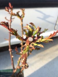 薔薇の芽かきについて 薔薇の新芽が伸び始めてきたので芽かきをしよう Yahoo 知恵袋