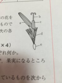 花粉がめしべの柱頭につくことは 何ていうんですか 受粉とい Yahoo 知恵袋