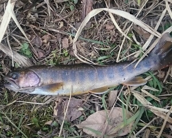 この魚はイワナですか？ゴギっぽい気もするんですが・・・。鳥取県・日 