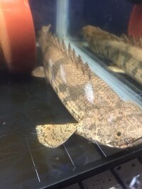 助けてください さっき魚にエサをあげていたらポリプテルスエンドリー Yahoo 知恵袋