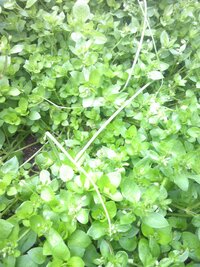 最も選択された つるむらさき 花 毒 乾いた壁