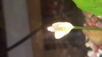 熱帯魚の水槽のアヌビアスナナに花が咲きました なんかいやな予感がするんですが Yahoo 知恵袋